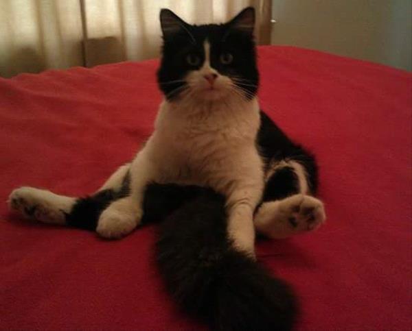 /Images/uploads/Humane Society of Utah/HSUCalendar/entries/1084thumb.jpg